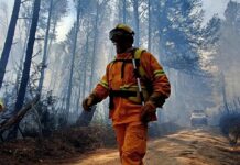 Incendios forestales en Córdoba: este año se quemaron menos de un 20% de las hectáreas afectadas en 2024