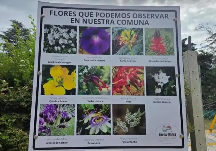 Cuesta Blanca - Cartelería flores