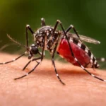 El Niño aumenta el riesgo de dengue y el Gobierno ya prepara stock de repelentes para el verano