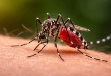 Salud confirmó un caso de dengue y otro de chikungunya en Córdoba