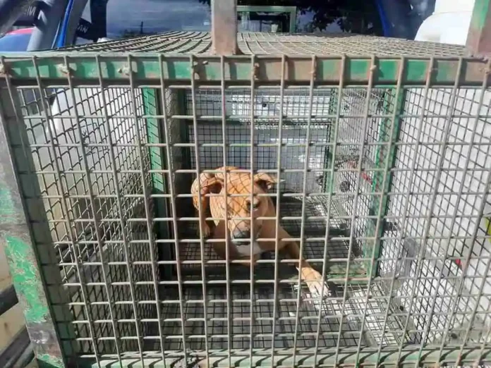 Cosquín - Pitbull
