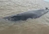 Operativo contrarreloj para salvar a una ballena encallada en el Río de la Plata
