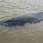 Operativo contrarreloj para salvar a una ballena encallada en el Río de la Plata