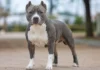 Ataque fatal de un pitbull en Córdoba: las medidas de seguridad que deben cumplir los propietarios