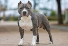 Ataque fatal de un pitbull en Córdoba: las medidas de seguridad que deben cumplir los propietarios