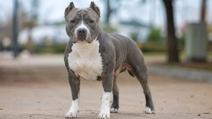 Pitbull - LJ